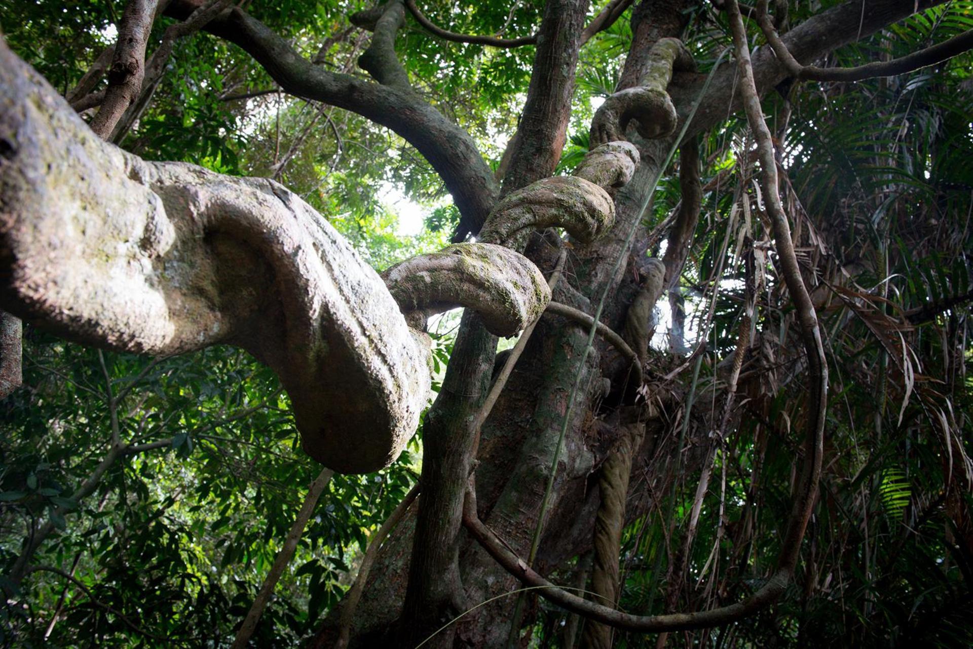 Chambers Wildlife Rainforest Lodges Lake Eacham Exterior photo