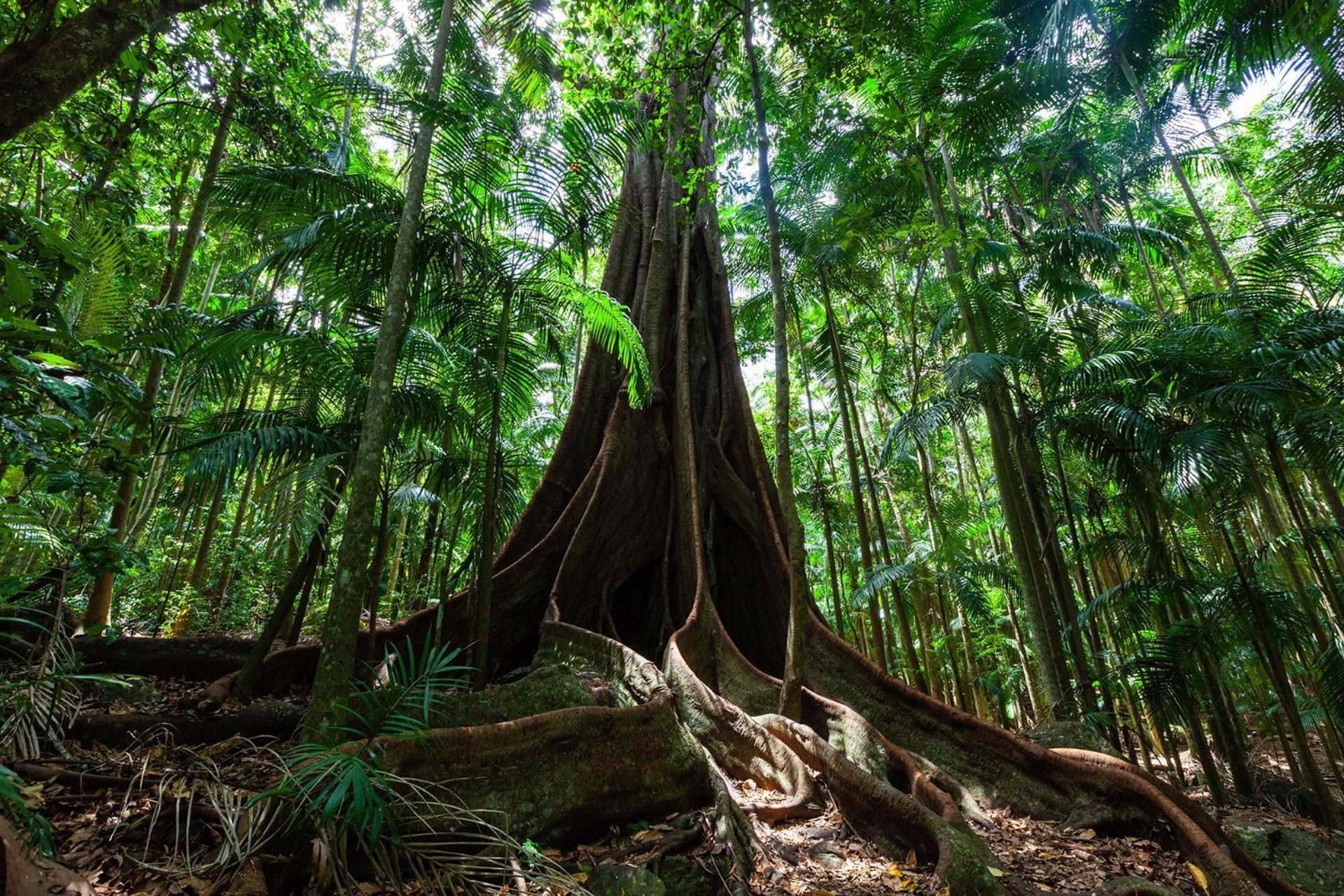 Chambers Wildlife Rainforest Lodges Lake Eacham Exterior photo
