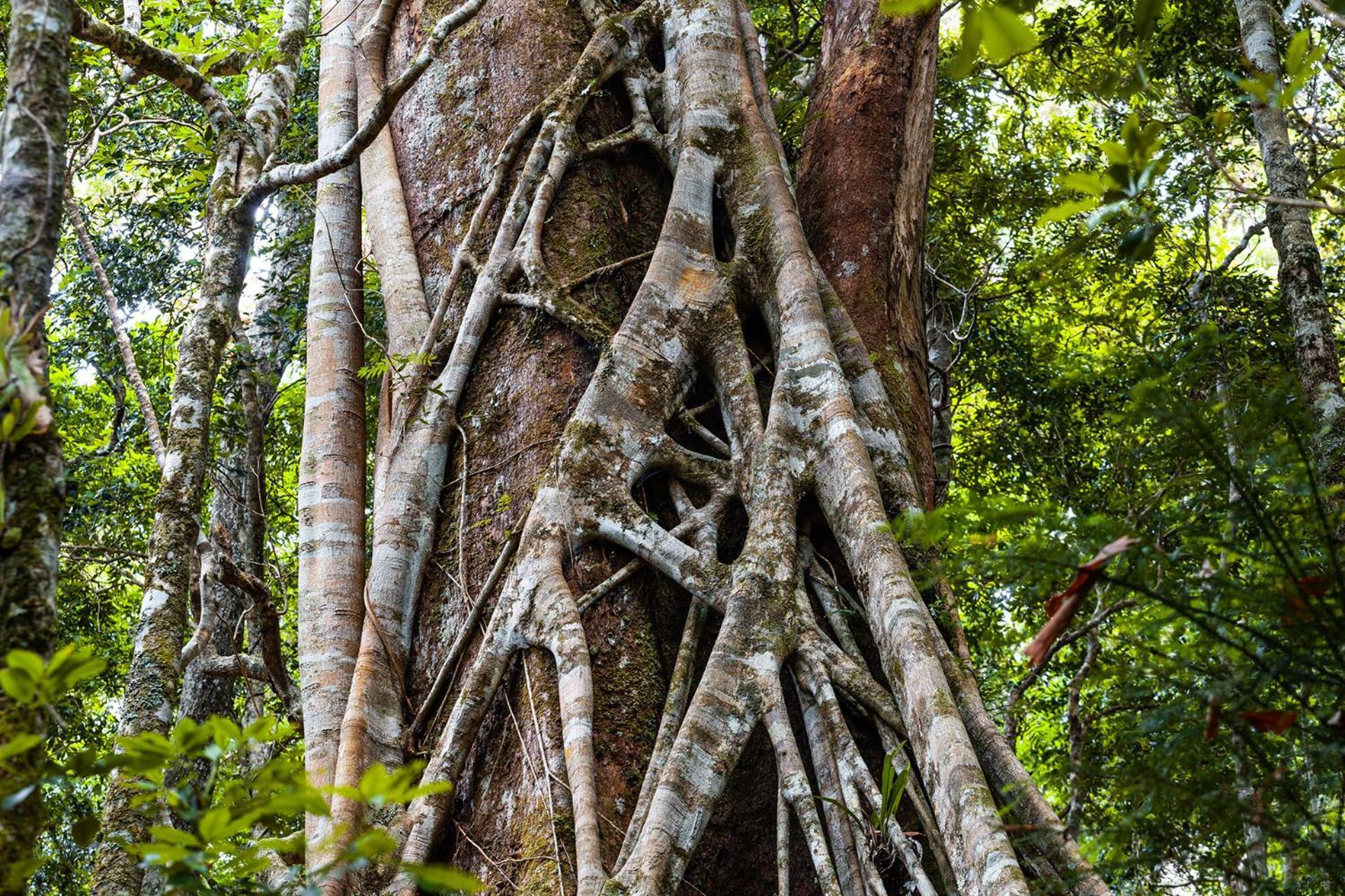 Chambers Wildlife Rainforest Lodges Lake Eacham Exterior photo