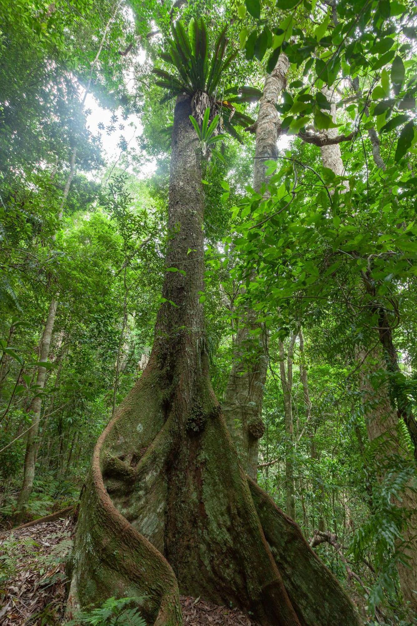 Chambers Wildlife Rainforest Lodges Lake Eacham Exterior photo